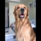 Funniest & Cutest Puppies - Funny Puppy Videos BaBy Animals | Dog Are Awesome