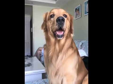 Funniest & Cutest Puppies - Funny Puppy Videos BaBy Animals | Dog Are Awesome