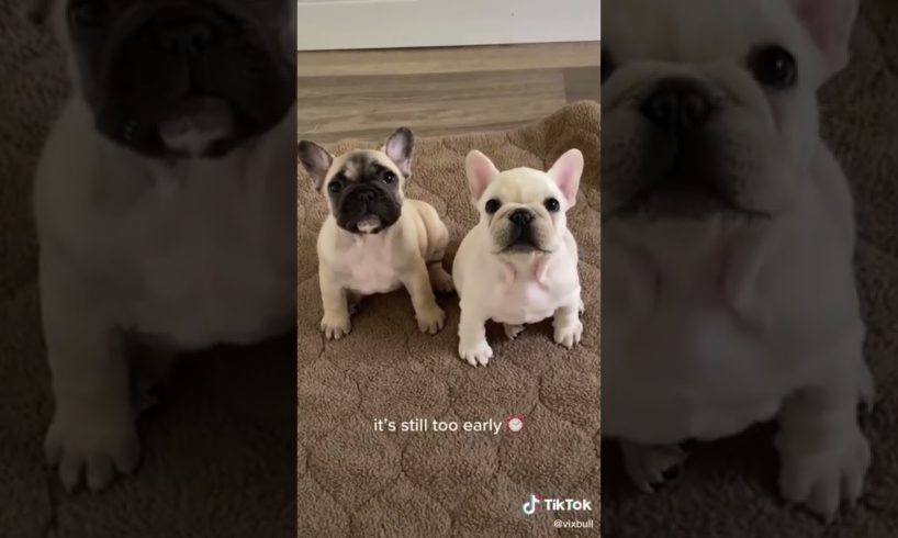 Doggos Doing Funny Things 🐕 Cutest Puppies TikTok Compilation|Shorts#TikTok