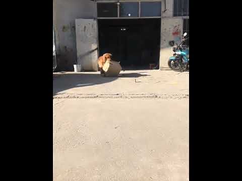 Funniest & Cutest Puppies - Funny Puppy Videos BaBy Animals | Dog Are Awesome