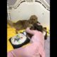 Funniest & Cutest Puppies - Funny Puppy Videos | Cute and Funny Dog Videos | Minutes of Funny Puppy