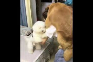 Funniest & Cutest Puppies - Funny Puppy Videos BaBy Animals | Dog Are Awesome