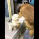 Funniest & Cutest Puppies - Funny Puppy Videos BaBy Animals | Dog Are Awesome