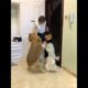 Funniest & Cutest Puppies - Funny Puppy Videos BaBy Animals | Dog Are Awesome