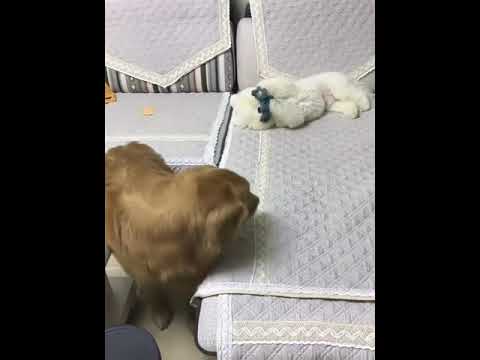 Funniest & Cutest Puppies - Funny Puppy Videos BaBy Animals | Dog Are Awesome