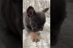 Animals playing and dogs love for you #TV1 / #Shorts