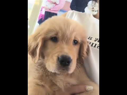 Funniest & Cutest Puppies - Funny Puppy Videos | Cute and Funny Dog Videos | Minutes of Funny Puppy