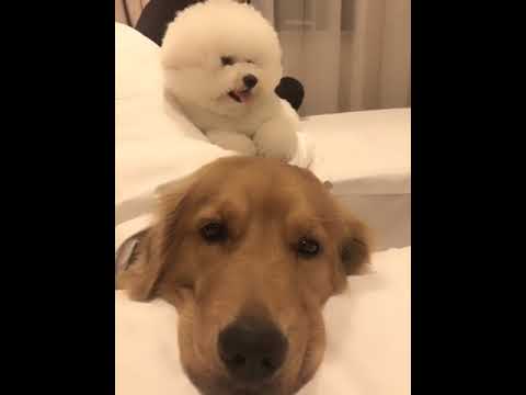 Funniest & Cutest Puppies - Funny Puppy Videos | Cute and Funny Dog Videos | Minutes of Funny Puppy