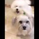 Funniest & Cutest Puppies - Funny Puppy Videos | Cute and Funny Dog Videos | Minutes of Funny Puppy