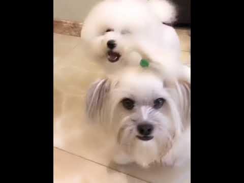 Funniest & Cutest Puppies - Funny Puppy Videos | Cute and Funny Dog Videos | Minutes of Funny Puppy