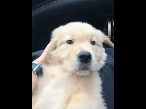 Funniest & Cutest Puppies - Funny Puppy Videos | Cute and Funny Dog Videos | Minutes of Funny Puppy