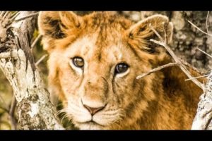 wild animals videos,wild animals,wild animals for kids,wild animal fights,wild animal hunting part 3