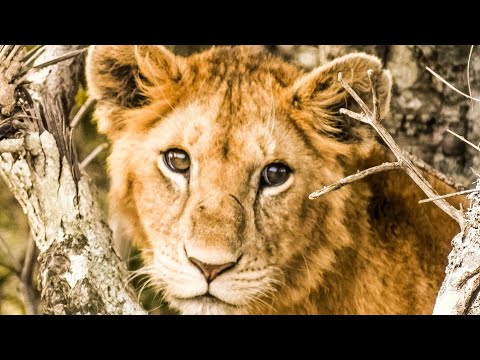 wild animals videos,wild animals,wild animals for kids,wild animal fights,wild animal hunting part 3