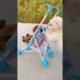 Funniest & Cutest Puppies - Funny Puppy Videos | Cute and Funny Dog Videos | Minutes of Funny Puppy