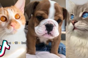 17 Minutes Of The Cutest Animals on TikTok