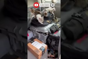 18 cats, aftermath in vehicle | Cool Pets