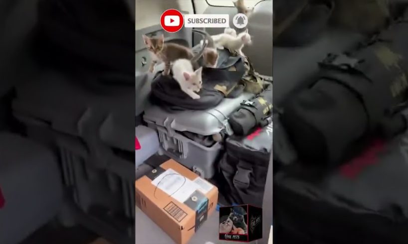 18 cats, aftermath in vehicle | Cool Pets