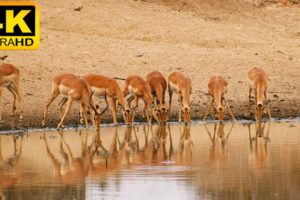 4K African Animals: Mole National Park - Real Sounds of Africa - 4K Video Ultra HD