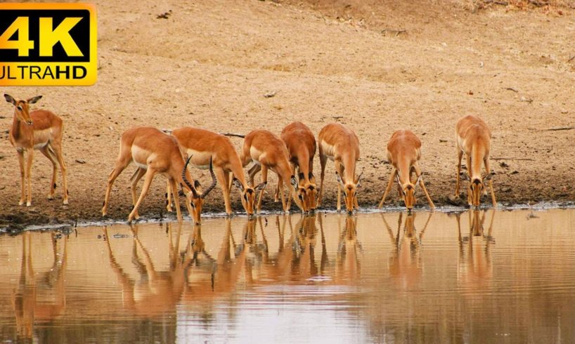 4K African Animals: Mole National Park - Real Sounds of Africa - 4K Video Ultra HD