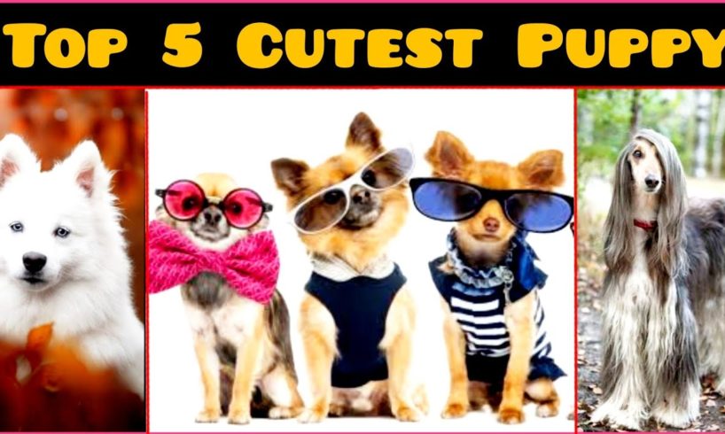 5 दुनिया के Cutest Puppy's 🐕 @ Fact Tv India