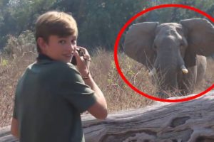 6 Elephant Encounters You Won't Believe Happened