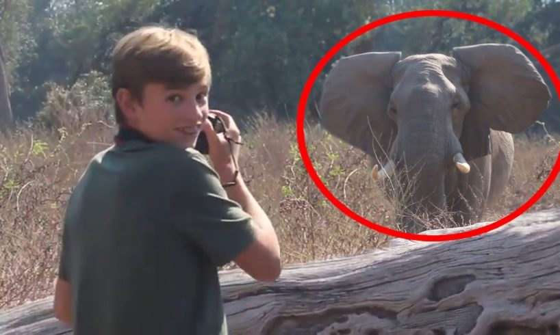 6 Elephant Encounters You Won't Believe Happened