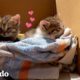 A estos gatitos rescatados les encanta andar en los hombros de papá | Cat Crazy | El Dodo