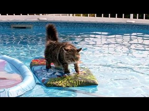 ANIMALS SO FUNNY it's simply IMPOSSIBLE NOT TO LAUGH! - Hilarious ANIMAL VIDEOS compilation