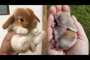 AWW SO CUTE! Cutest baby animals Videos Compilation Cute moment of the Animals - Cutest Animals #4