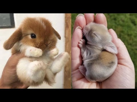 AWW SO CUTE! Cutest baby animals Videos Compilation Cute moment of the Animals - Cutest Animals #4