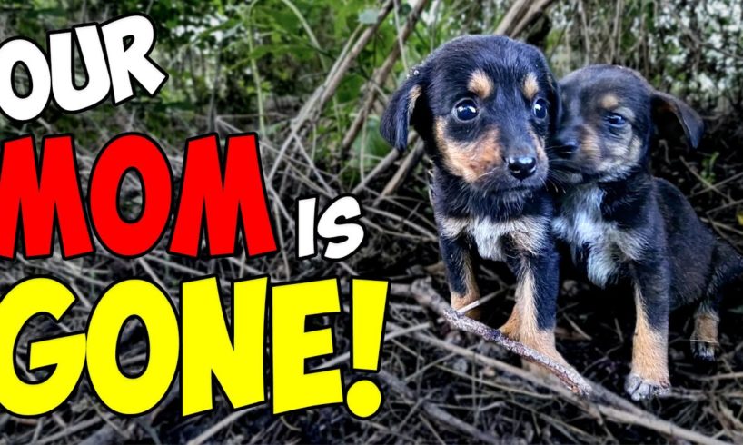 Abandoned Puppies Lost Their Mom and Were Struggling To Survive Until This Happened