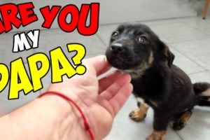 Abandoned Puppy Changes Completely after being Rescued