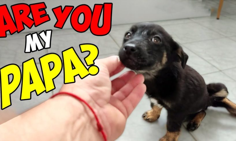 Abandoned Puppy Changes Completely after being Rescued