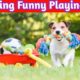 Amazing Funny Playing Pets 2022 #5|Amazing Funny Pets #funnypets#shorts #petanimals #short Cute Pets