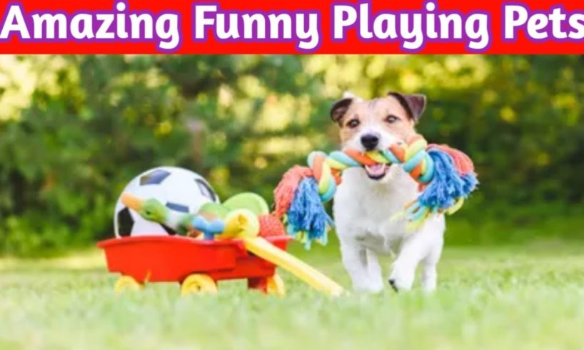 Amazing Funny Playing Pets 2022 #5|Amazing Funny Pets #funnypets#shorts #petanimals #short Cute Pets