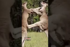 Amazing Kangaroo Fight - Funny Animal Fights