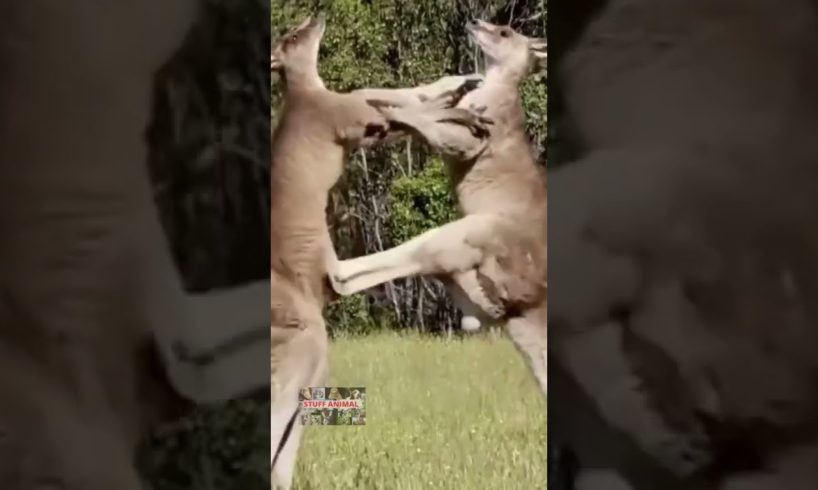 Amazing Kangaroo Fight - Funny Animal Fights