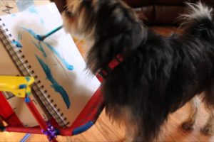 Amazing dog Koby plays music instruments and paints.