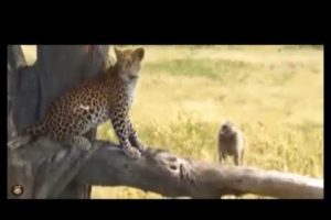 Animal Fight in wild | Animals video | Animal world | Animal fight in nature