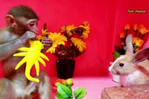 Animal Monkey baby & Cute Duck playing video 2022
