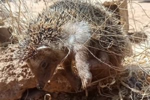 Animal Rescue | Hedgehog Stuck In Fishing Net & Screaming Like Human Baby