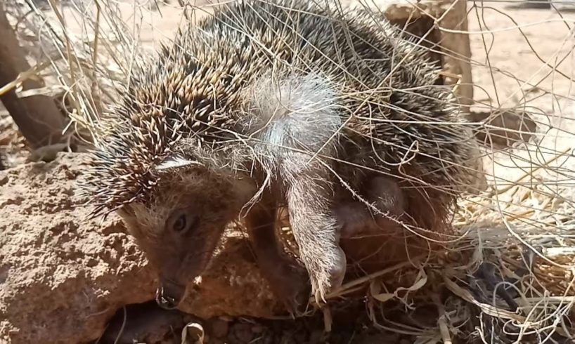 Animal Rescue | Hedgehog Stuck In Fishing Net & Screaming Like Human Baby