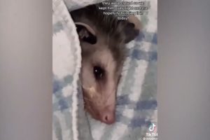 Animal Rescue  _ 35 Animals That Asked People for Help & Kindness || Animal rescue videos#1