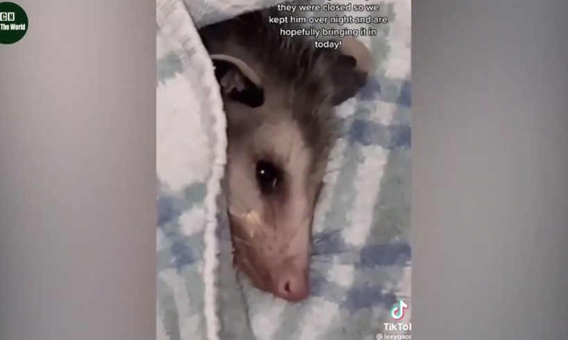 Animal Rescue  _ 35 Animals That Asked People for Help & Kindness || Animal rescue videos#1