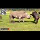 Animal fighting ("Zebra VS Liones,Dog VS Polar Bear,Elephant VS Buffalo,Eagle VS Goat")