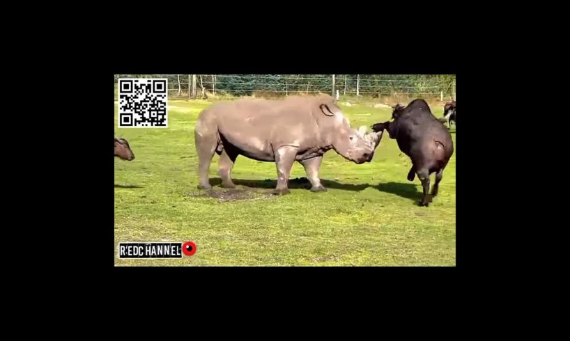 Animal fighting ("Zebra VS Liones,Dog VS Polar Bear,Elephant VS Buffalo,Eagle VS Goat")