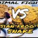 Animal fights Asian frog vs Snakes #wildlife #asmr #reptiles #amphibians