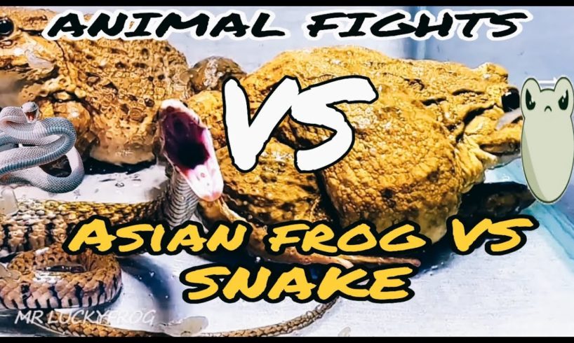 Animal fights Asian frog vs Snakes #wildlife #asmr #reptiles #amphibians