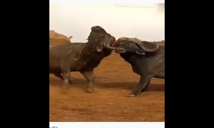 Animal fights - Epic battles of buffaloes, bisons and bulls #shorts funny