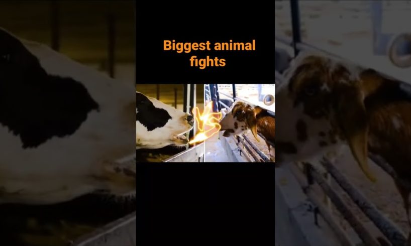 Animal fights caught on camera🏇#animalshorts #shorts #animal